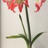 ２０１8年４月～２０１９年３月までの庭の草花➀