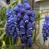 青・紫の花