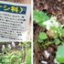 山形市野草園（5/9）