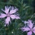 お気に入りの山野草　①