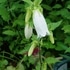 お気に入りの山野草　①