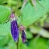 お気に入りの山野草　①