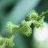 お気に入りの山野草　①