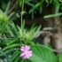 お気に入りの山野草　①