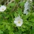 お気に入りの山野草　①