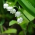 お気に入りの山野草　①