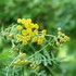 ハーブと季節の花のコテージガーデン