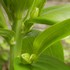 鉢植え山野草