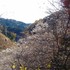 公園、植物園　にて