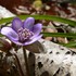 季節を彩る植物たち