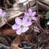 季節を彩る植物たち