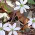 季節を彩る植物たち