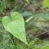 季節を彩る植物たち