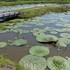 季節を彩る植物たち