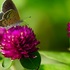 花と昆虫・小動物