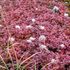 室堂の草花の花のあと