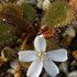 Drosera aff. bulbosa　