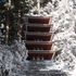 雪の室生寺でシャクナゲの花芽に誘われた！