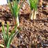 やっと晴れ☀　お芽々達🌱