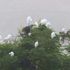 白鷺の咲く木