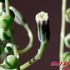 グリーン・ネックレスの花（１）