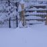 雪雲が頑張っています