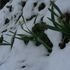 今日も、朝は雪