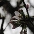 通勤途上（桜開花宣言）