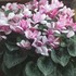 八重咲きシクラメン　フェアリーウイング