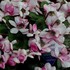 八重咲きシクラメン　フェアリーウイング