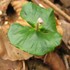 六甲高山植物園へ行きました