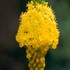 【植物図鑑】ブルーレースフラワーなど9種類の植物情報追加