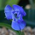 Tecophilaea cyanocrocus