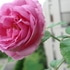 香りのバラ、ルイーズオディエ