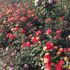 福山バラ公園…満開の薔薇！