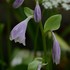 ギボウシ実生苗が開花しました