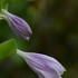 ギボウシ実生苗が開花しました