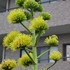 リュウゼツランの花はいつ咲くの？