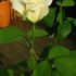 かぐや富士　初めての白薔薇