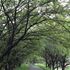 セミ時雨の散歩道