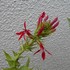 紅花サワギキョウ