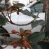 ハイビスカスのフラミンゴとこれからの花。