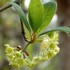 クロモジの花