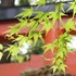 大田神社のかきつばた