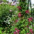 雨間に・・・・（庭の風景）