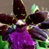 Zygopetalum:  開花株を受け取りました😸