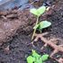 グリーンハウスに野菜の苗