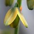 Albuca spiralis 'Frizzle Sizzle'