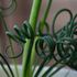 Albuca spiralis 'Frizzle Sizzle'