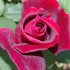 私が一番好きな薔薇　パパメイアン　2016年　春